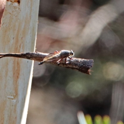 Neoaratus hercules (Herculean Robber Fly) at Cotter River, ACT - 25 Feb 2019 by RodDeb