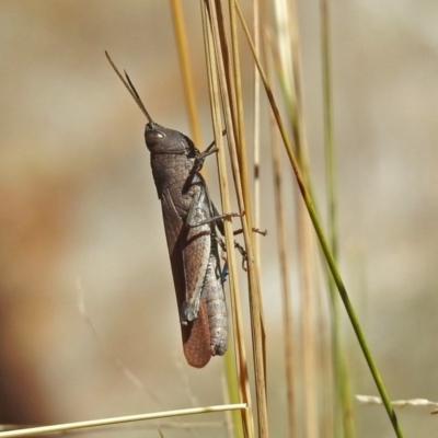 Goniaea opomaloides (Mimetic Gumleaf Grasshopper) at Namadgi National Park - 25 Feb 2019 by RodDeb