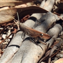 Goniaea opomaloides at Cotter River, ACT - 25 Feb 2019