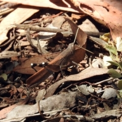 Goniaea opomaloides at Cotter River, ACT - 25 Feb 2019