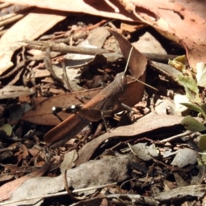 Goniaea opomaloides at Cotter River, ACT - 25 Feb 2019