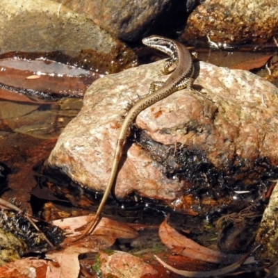 Eulamprus heatwolei (Yellow-bellied Water Skink) at Namadgi National Park - 25 Feb 2019 by RodDeb