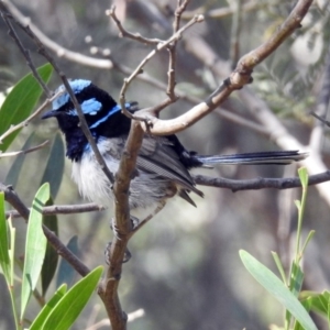 Malurus cyaneus at Paddys River, ACT - 25 Feb 2019