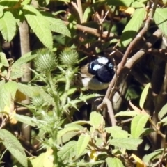 Malurus cyaneus at Paddys River, ACT - 25 Feb 2019