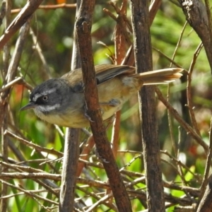 Sericornis frontalis at Paddys River, ACT - 25 Feb 2019