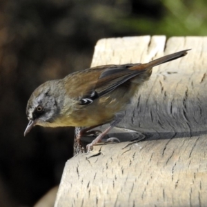 Sericornis frontalis at Paddys River, ACT - 25 Feb 2019