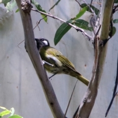 Nesoptilotis leucotis (White-eared Honeyeater) at Paddys River, ACT - 25 Feb 2019 by RodDeb