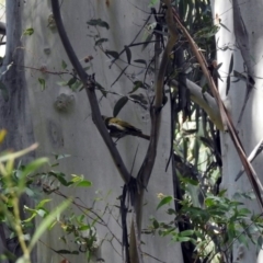 Nesoptilotis leucotis at Paddys River, ACT - 25 Feb 2019