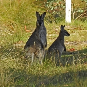 Notamacropus rufogriseus at Paddys River, ACT - 25 Feb 2019