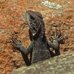 Intellagama lesueurii howittii (Gippsland Water Dragon) at Paddys River, ACT - 25 Feb 2019 by RodDeb