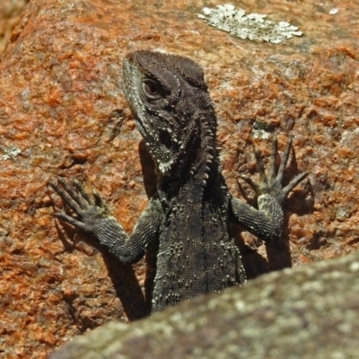 Intellagama lesueurii howittii (Gippsland Water Dragon) at Namadgi National Park - 25 Feb 2019 by RodDeb