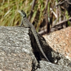 Intellagama lesueurii howittii at Paddys River, ACT - 25 Feb 2019