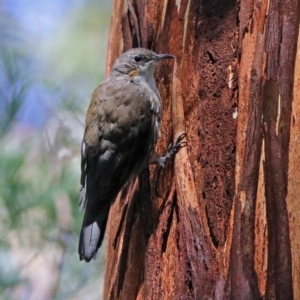 Cormobates leucophaea at Paddys River, ACT - 25 Feb 2019