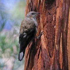 Cormobates leucophaea (White-throated Treecreeper) at Paddys River, ACT - 25 Feb 2019 by RodDeb
