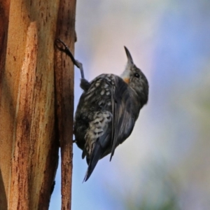 Cormobates leucophaea at Paddys River, ACT - 25 Feb 2019 03:50 PM