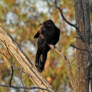 Corcorax melanorhamphos at Paddys River, ACT - 25 Feb 2019