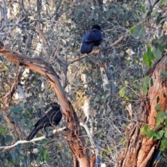 Corcorax melanorhamphos at Paddys River, ACT - 25 Feb 2019 07:16 PM