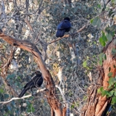 Corcorax melanorhamphos at Paddys River, ACT - 25 Feb 2019