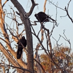 Corcorax melanorhamphos at Paddys River, ACT - 25 Feb 2019