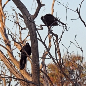 Corcorax melanorhamphos at Paddys River, ACT - 25 Feb 2019 07:16 PM