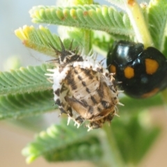 Orcus australasiae (Orange-spotted Ladybird) at Weetangera, ACT - 24 Feb 2019 by Harrisi