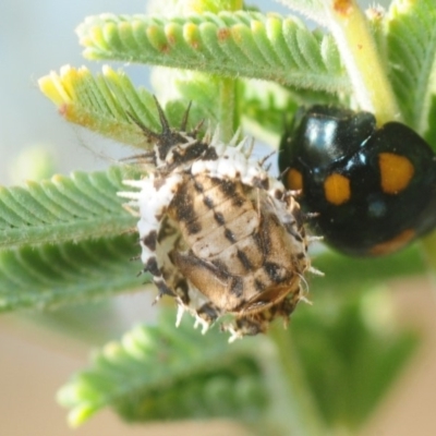 Orcus australasiae (Orange-spotted Ladybird) at Weetangera, ACT - 24 Feb 2019 by Harrisi