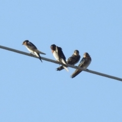 Hirundo neoxena (Welcome Swallow) at Paddys River, ACT - 25 Feb 2019 by RodDeb