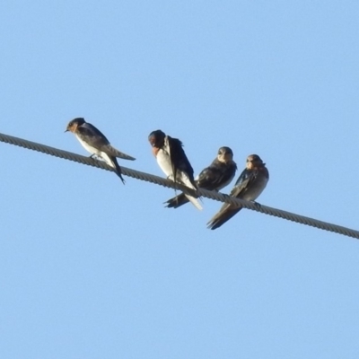 Hirundo neoxena (Welcome Swallow) at Paddys River, ACT - 25 Feb 2019 by RodDeb