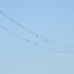 Hirundo neoxena at Paddys River, ACT - 25 Feb 2019