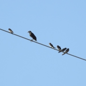 Hirundo neoxena at Paddys River, ACT - 25 Feb 2019