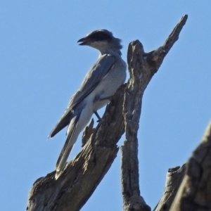 Coracina novaehollandiae at Paddys River, ACT - 25 Feb 2019