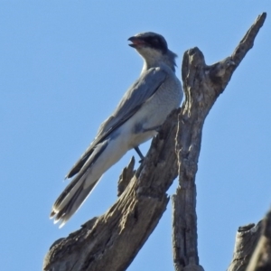 Coracina novaehollandiae at Paddys River, ACT - 25 Feb 2019