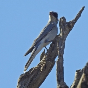 Coracina novaehollandiae at Paddys River, ACT - 25 Feb 2019