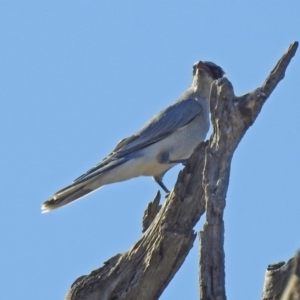 Coracina novaehollandiae at Paddys River, ACT - 25 Feb 2019