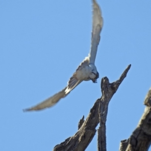 Coracina novaehollandiae at Paddys River, ACT - 25 Feb 2019