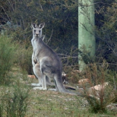 Macropus giganteus (Eastern Grey Kangaroo) at Tidbinbilla Nature Reserve - 25 Feb 2019 by RodDeb