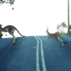 Macropus giganteus at Paddys River, ACT - 25 Feb 2019 06:58 PM