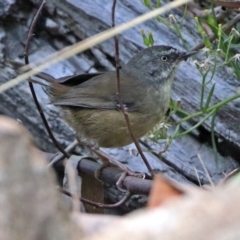 Sericornis frontalis (White-browed Scrubwren) at Gibraltar Pines - 25 Feb 2019 by RodDeb