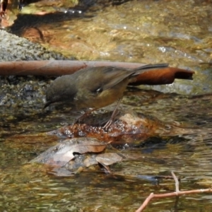 Sericornis frontalis at Paddys River, ACT - 25 Feb 2019