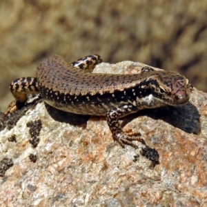 Eulamprus heatwolei at Paddys River, ACT - 25 Feb 2019