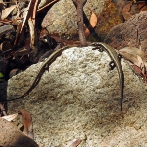 Eulamprus heatwolei at Paddys River, ACT - 25 Feb 2019