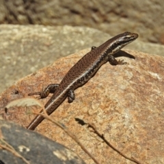 Eulamprus heatwolei at Paddys River, ACT - 25 Feb 2019