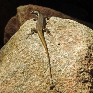 Eulamprus heatwolei at Paddys River, ACT - 25 Feb 2019