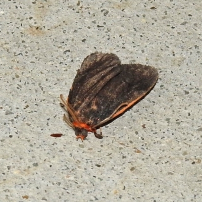 Castulo doubledayi (Doubleday's Footman) at Gibraltar Pines - 25 Feb 2019 by RodDeb