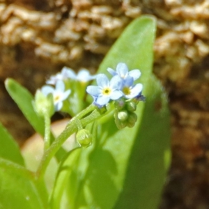 Myosotis laxa subsp. caespitosa at Paddys River, ACT - 25 Feb 2019 12:13 PM