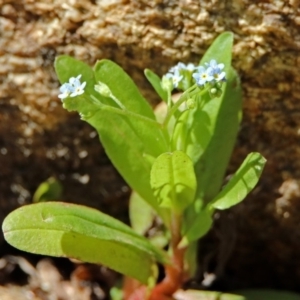 Myosotis laxa subsp. caespitosa at Paddys River, ACT - 25 Feb 2019 12:13 PM