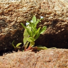 Myosotis laxa subsp. caespitosa at Paddys River, ACT - 25 Feb 2019 12:13 PM