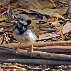 Malurus cyaneus (Superb Fairywren) at Paddys River, ACT - 25 Feb 2019 by RodDeb