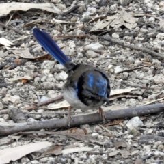 Malurus cyaneus at Paddys River, ACT - 25 Feb 2019 05:10 PM