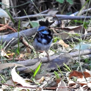 Malurus cyaneus at Paddys River, ACT - 25 Feb 2019 05:10 PM